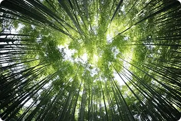 A photo of a bamboo forest with the sun shining in