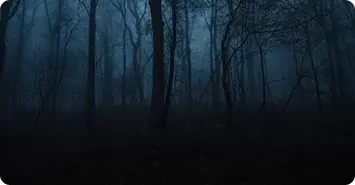 An image of a dark forest