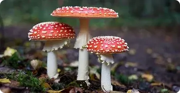 A set of mushrooms