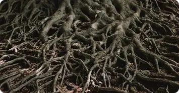 An image of tree roots