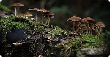 A photo of mushrooms